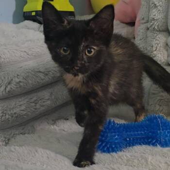 Smudge -  Domestic Short Hair Cat for Adoption in Jarrettsville, Maryland - Smudge | PetCurious
