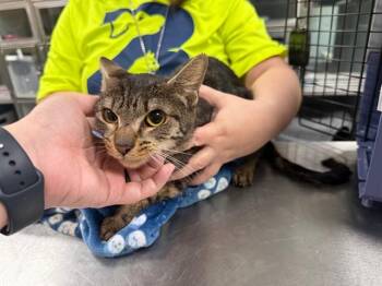 Domestic Short Hair Cats Available for Adoption - EDNA | PetCurious