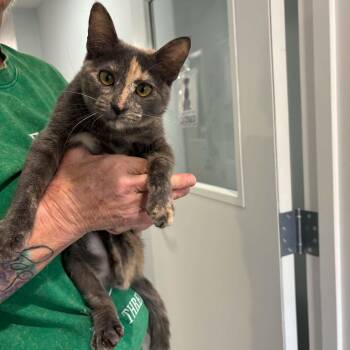 Coca Cola -  American Shorthair Cat for Adoption in Bethel, Connecticut - Coca Cola | PetCurious