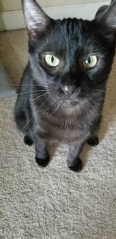 Rescue Domestic Short Hair and Tabby Cats for Adoption in Douglasville, Georgia - Coal | PetCurious