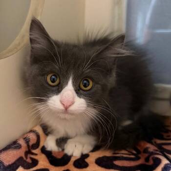 Fuzzball -  Domestic Medium Hair Cat for Adoption in Sarasota, Florida - Fuzzball | PetCurious
