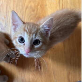Rescue Domestic Short Hair Cats for Adoption in North Kingstown, Rhode Island - Kyranite | PetCurious