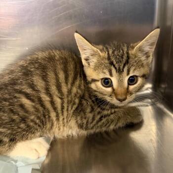 Domestic Short Hair Cats Available for Adoption in Greensboro, North Carolina - Free Will | PetCurious