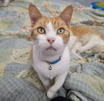 Rescue Domestic Short Hair Cats for Adoption in Gwinn, Michigan - Sunshine - Lonely Heart | PetCurious