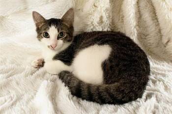 DUKE -  Domestic Short Hair Cat for Adoption in Fort Lauderdale, Florida - DUKE | PetCurious