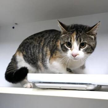 Domestic Short Hair Cats Available for Adoption in Cheyenne, Wyoming - Cookie | PetCurious