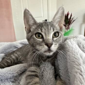 Penny -  Domestic Short Hair Cat for Adoption in Fresno, California - Penny | PetCurious