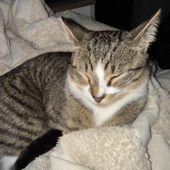 Freckles - Bonded with Rex! -  Domestic Short Hair Cat for Adoption in Bristol, Indiana - Freckles - Bonded With Rex! | PetCurious