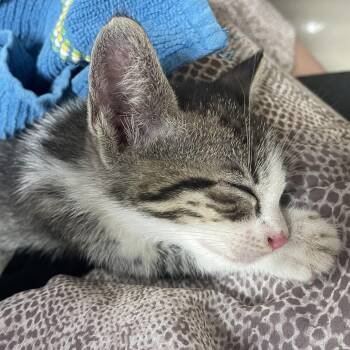 American Shorthair and Domestic Short Hair Cats Available for Adoption - Jasper | PetCurious