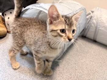 Yummers -  Domestic Short Hair Cat for Adoption in Fort Collins, Colorado - Yummers | PetCurious