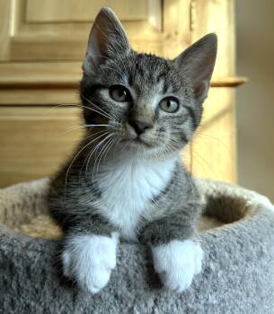 Rescue Domestic Short Hair Cats for Adoption in Wadsworth, Ohio - Chip | PetCurious