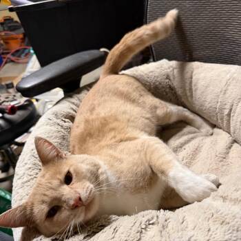 Simba -  Domestic Short Hair Cat for Adoption in Nampa, Idaho - Simba | PetCurious