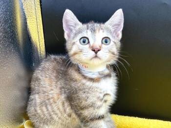 Pho -  Domestic Short Hair Cat for Adoption in Portland, Oregon - Pho | PetCurious