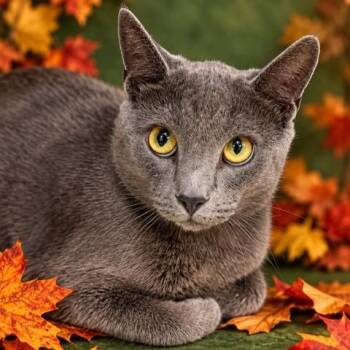Wolfie- 54234 -  Domestic Short Hair Cat for Adoption in Columbia, Maryland - Wolfie- 54234 | PetCurious