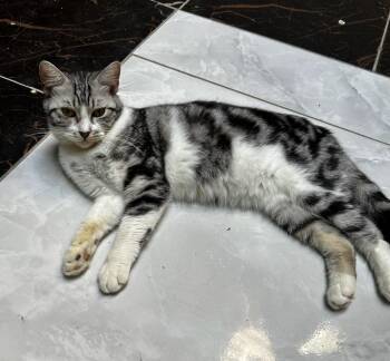 Tabby Cats Available for Adoption in Brampton, Ontario - Sokara | PetCurious