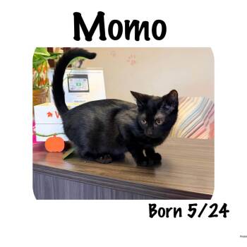 Momo (Peach) -  Domestic Short Hair Cat for Adoption in Ashland, Kentucky - Momo (Peach) | PetCurious