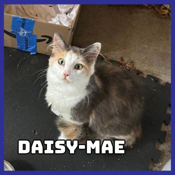 Daisy-Mae -  Domestic Long Hair Cat for Adoption in Glenwood, Minnesota - Daisy-Mae | PetCurious