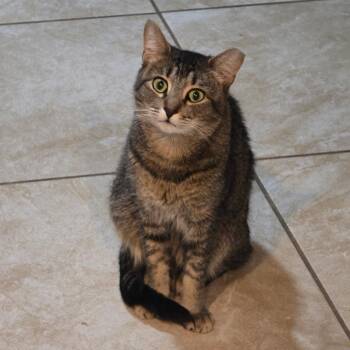 Clover -  Domestic Short Hair Cat for Adoption in Tampa, Florida - Clover | PetCurious