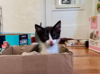 Rescue Domestic Medium Hair Cats for Adoption in Pasadena, California - Leonardo DiCatrio | PetCurious