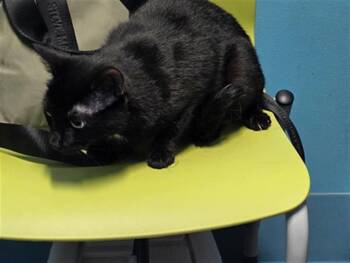 PRINCESS -  Domestic Short Hair Cat for Adoption in Houston, Texas - PRINCESS | PetCurious