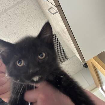 Butterfinger -  Domestic Short Hair Cat for Adoption in Ottawa, Kansas - Butterfinger | PetCurious