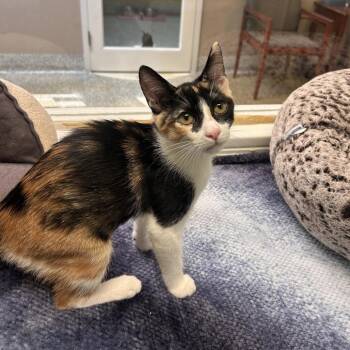 Mochi -  Domestic Short Hair Cat for Adoption in Fresno, California - Mochi | PetCurious