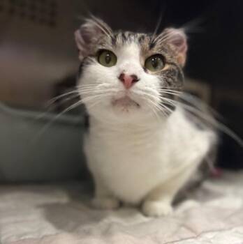 Domestic Short Hair Cats Available for Adoption in Ladysmith, Wisconsin - Sushi | PetCurious