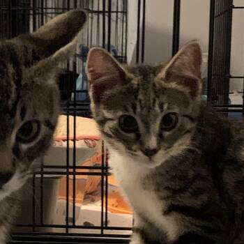 Rescue Domestic Short Hair and Tabby Cats for Adoption in Roslyn Heights, New York - Petunia | PetCurious