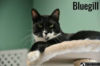 Rescue Domestic Short Hair Cats for Adoption in Fort Mill, South Carolina - Bluegill8787 | PetCurious
