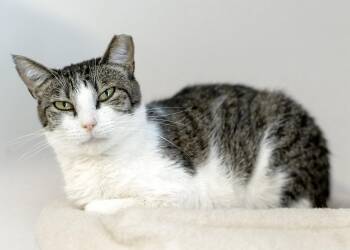 Sriracha -  Tabby and Domestic Short Hair Cat for Adoption in Buford, Georgia - Sriracha | PetCurious