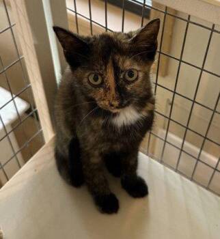Chex Mix -  Domestic Short Hair Cat for Adoption in Midland, Virginia - Chex Mix | PetCurious