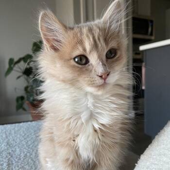 Domestic Medium Hair Cats Available for Adoption - Thyme | PetCurious