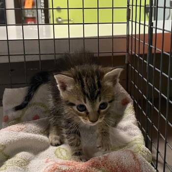 SCOOTIE -  Domestic Medium Hair Cat for Adoption in Rancho Cucamonga, California - SCOOTIE | PetCurious