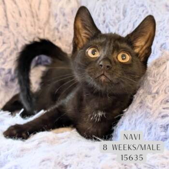 Navi -  Domestic Short Hair Cat for Adoption - Navi | PetCurious