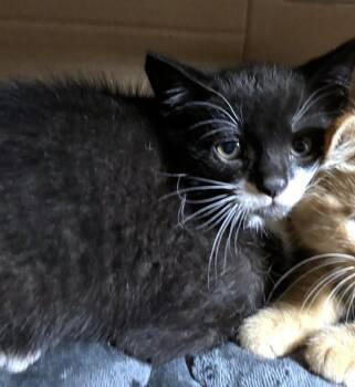 KINDERGARTEN -  Domestic Short Hair Cat for Adoption in Dedham, Massachusetts - KINDERGARTEN | PetCurious
