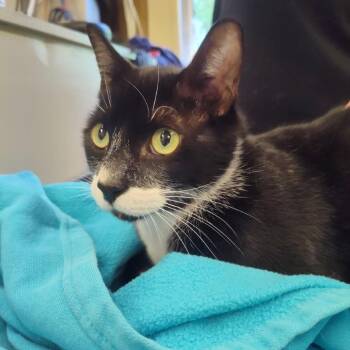 Domestic Short Hair Cats Available for Adoption - Oreo | PetCurious