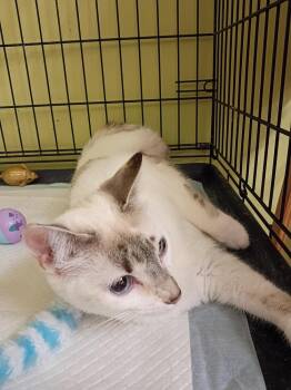 Basil -  Domestic Medium Hair Cat for Adoption in Kannapolis, North Carolina - Basil | PetCurious