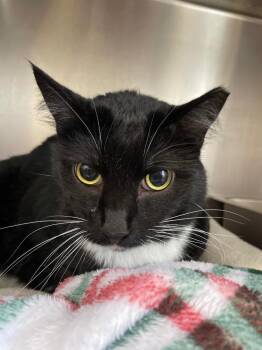 Indy -  Domestic Short Hair Cat Available for Adoption in Cumberland, Maine - Indy | PetCurious