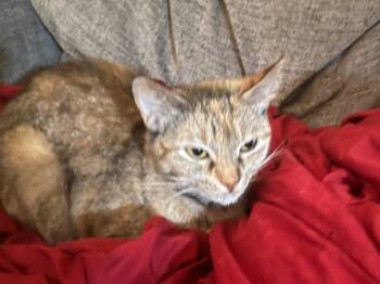 Rescue American Shorthair and Domestic Short Hair Cats for Adoption in Knoxville, Tennessee - Hazel | PetCurious