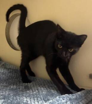 Raclette -  Domestic Short Hair Cat for Adoption in Chamblee, Georgia - Raclette | PetCurious