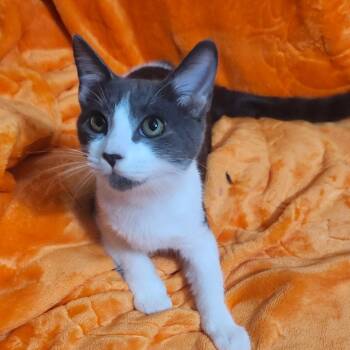 Rescue American Shorthair Cats for Adoption in Tallahassee, Florida - Storm (Stormy) Cloud-AR | PetCurious