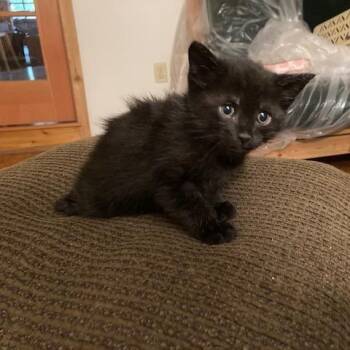 Panther -  Domestic Short Hair Cat for Adoption in Estacada, Oregon - Panther | PetCurious