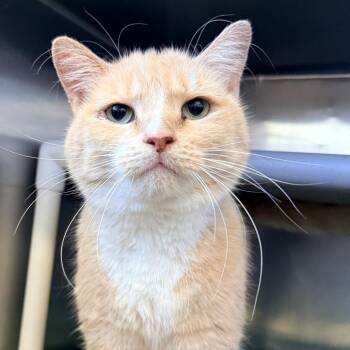 Domestic Short Hair and Mixed Breed Cats Available for Adoption in Palm Springs, California - Baby Bisquit | PetCurious