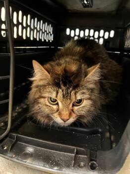 April Snow -  Domestic Long Hair Cat Available for Adoption in Arthur, Ontario - April Snow | PetCurious