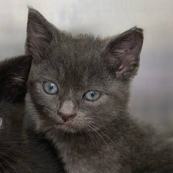 Oregano -  Domestic Short Hair Cat for Adoption in Chatham, Virginia - Oregano | PetCurious