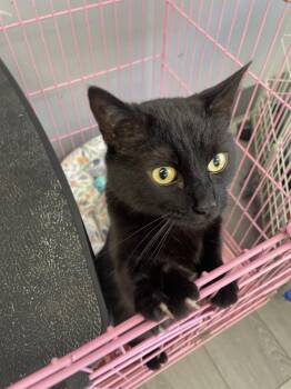 Domestic Short Hair Cats Available for Adoption in Georgetown, Kentucky - Phoenix | PetCurious