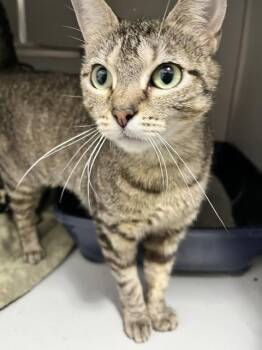 Domestic Short Hair Cats Available for Adoption in Dayton, Minnesota - Sarafina | PetCurious