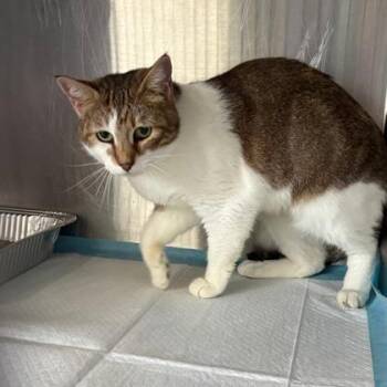 Annie Oakley -  Domestic Short Hair Cat for Adoption in Fort Worth, Texas - Annie Oakley | PetCurious