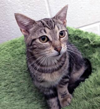 Nettle -  Domestic Short Hair Cat for Adoption in Smithfield, North Carolina - Nettle | PetCurious