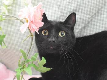 Domestic Short Hair Cats Available for Adoption - Toriyama | PetCurious